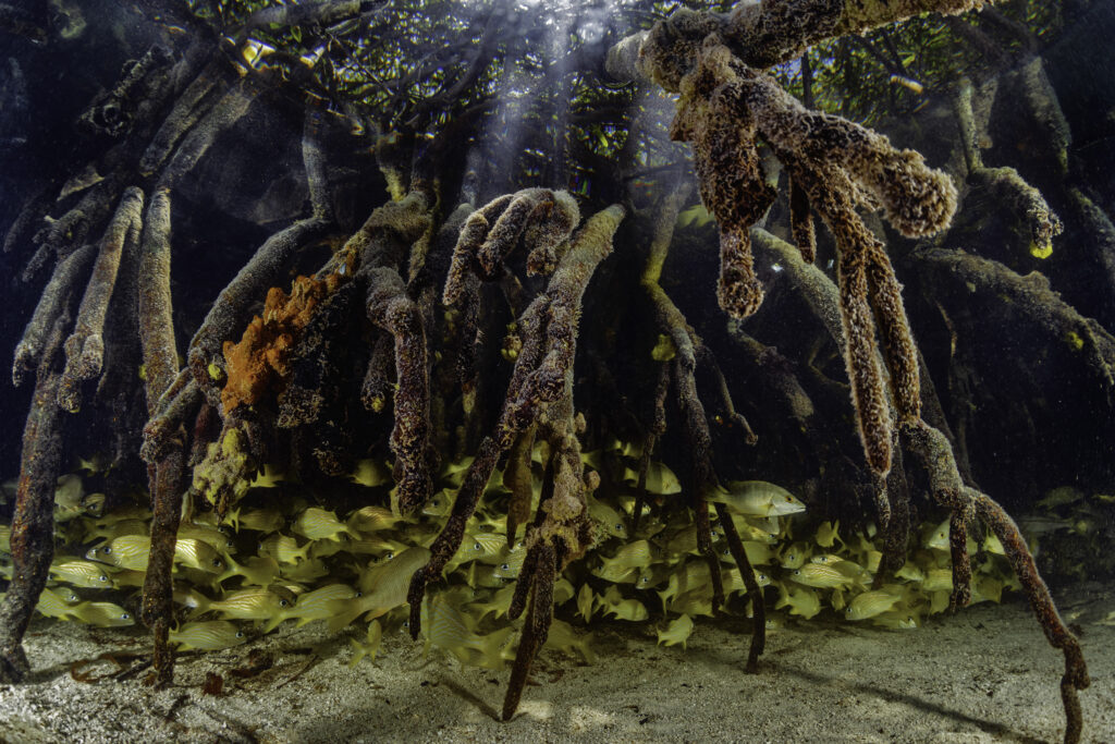 Mangrove biodiversity