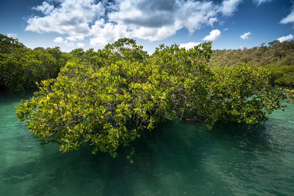 Mangrove