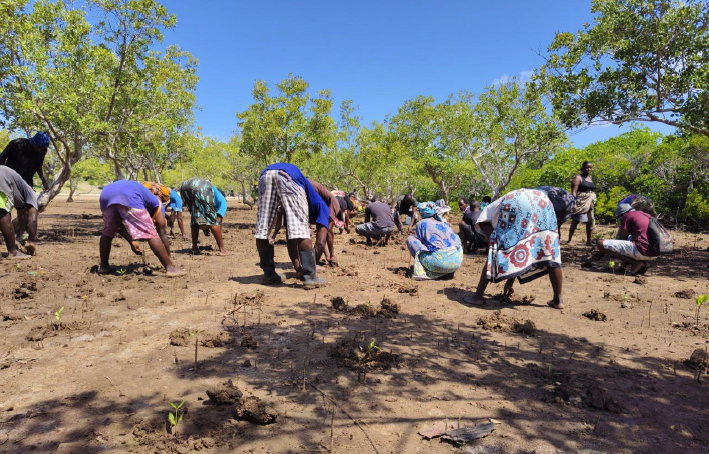 Upendo Garithe self group planting mangroves