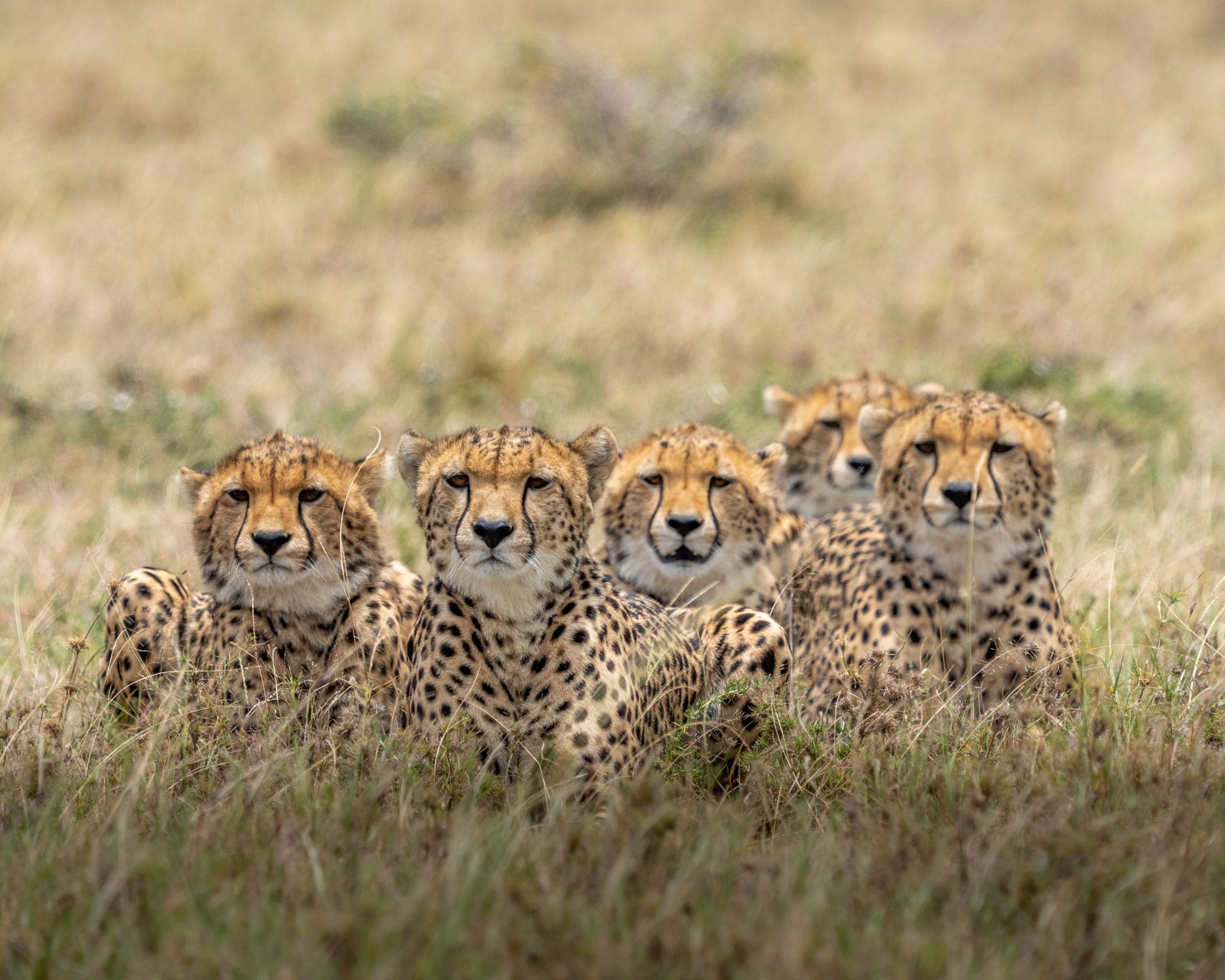 Wildlife protection helps biodiversity conservation efforts