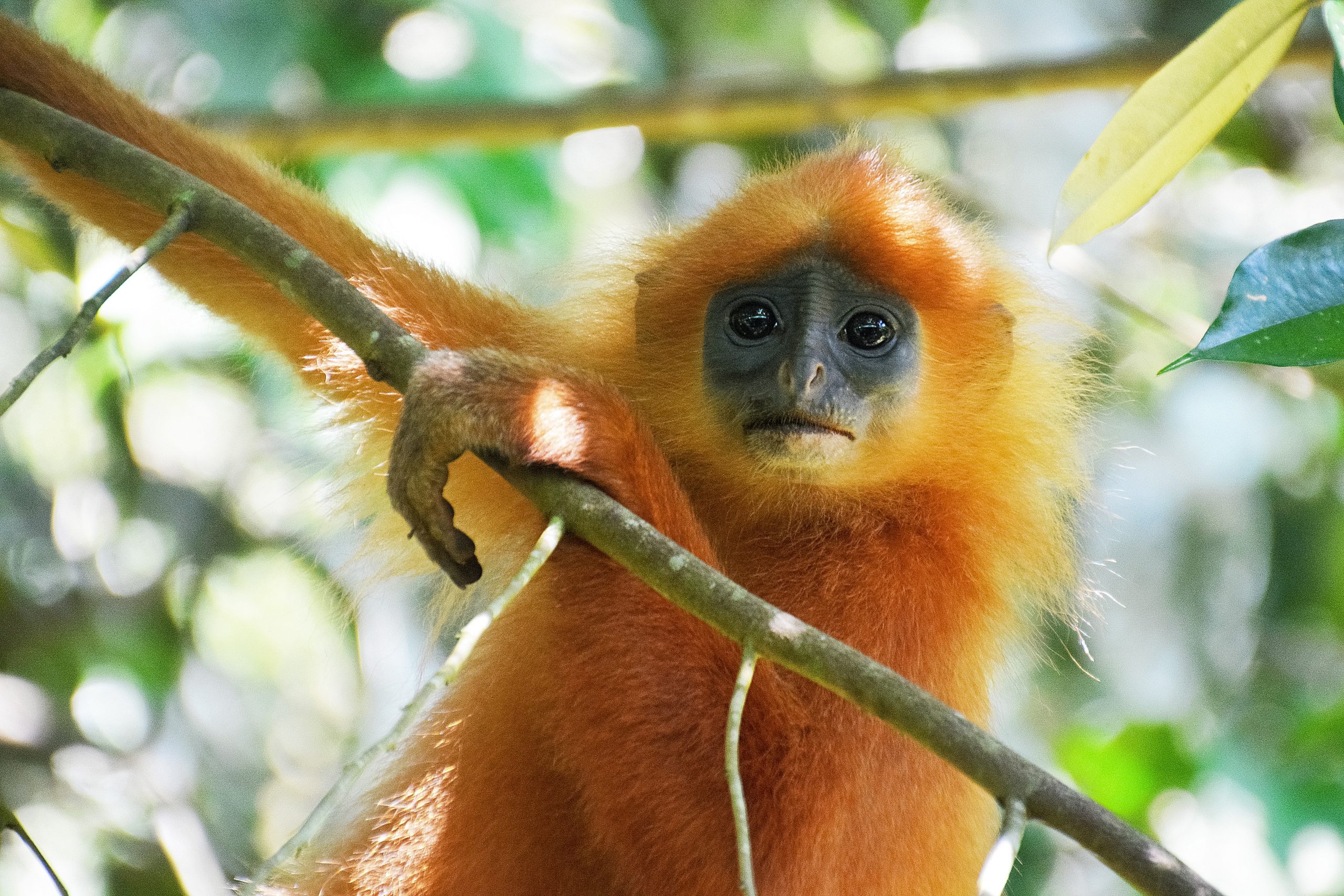 Biodiversity restoration