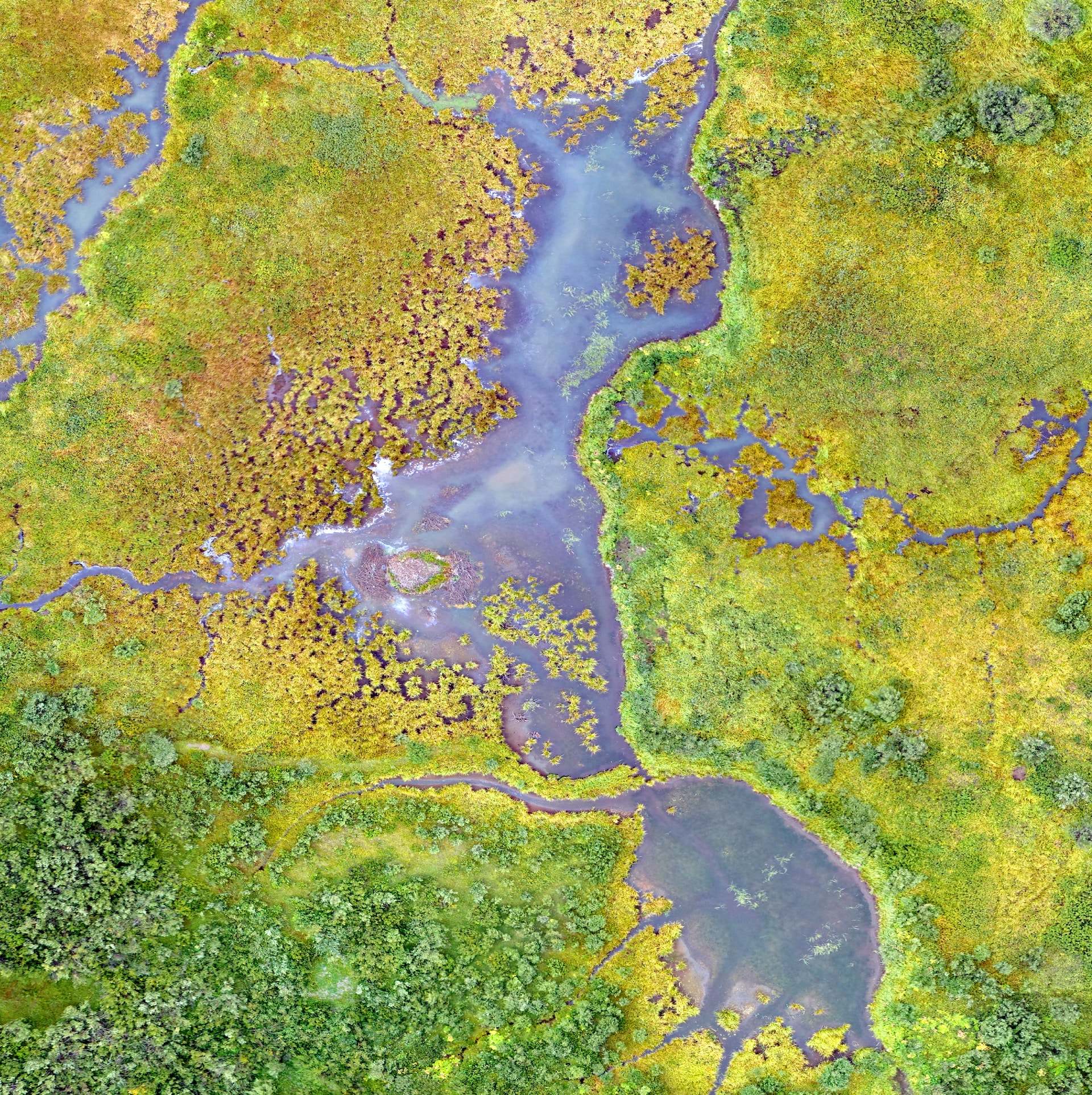 Wetland habitat