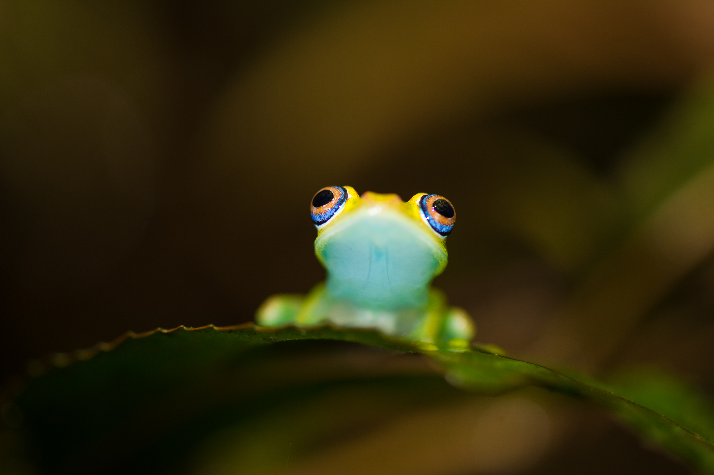 Biodiversity loss is a threat to our planet's habitats