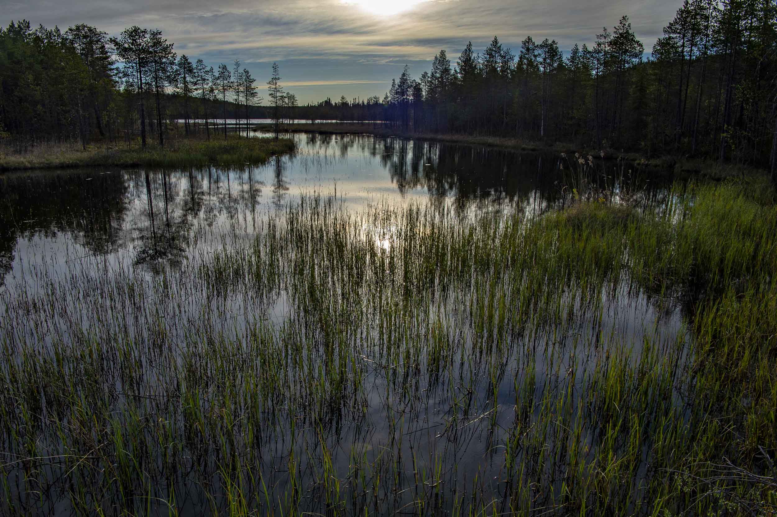 Marshes are types of wetland habitats