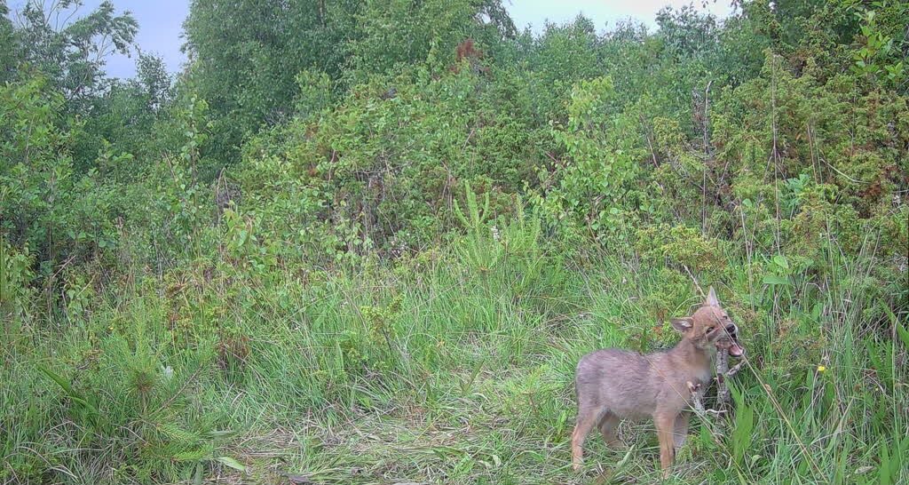 Golden jackal in Estonia