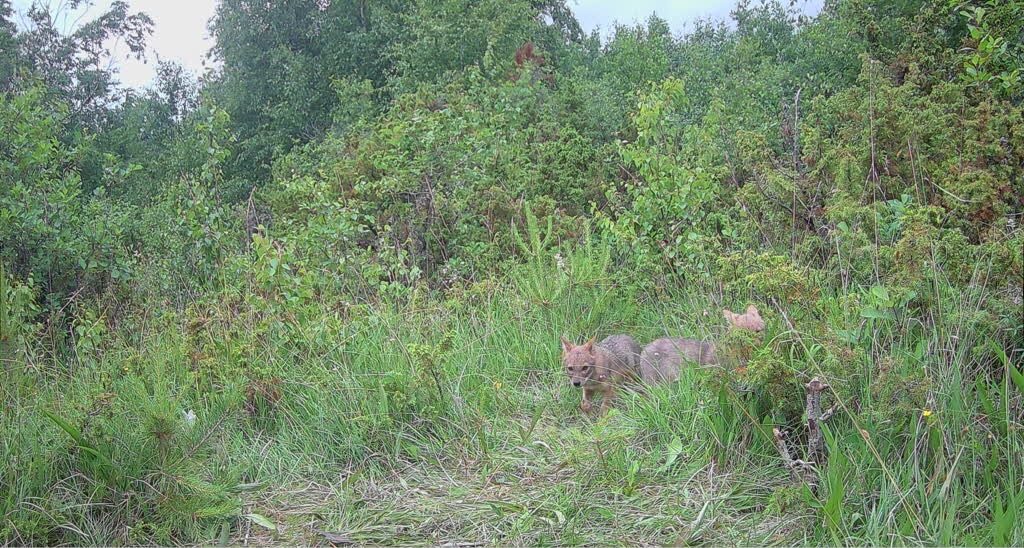 Golden jackal in Estonia