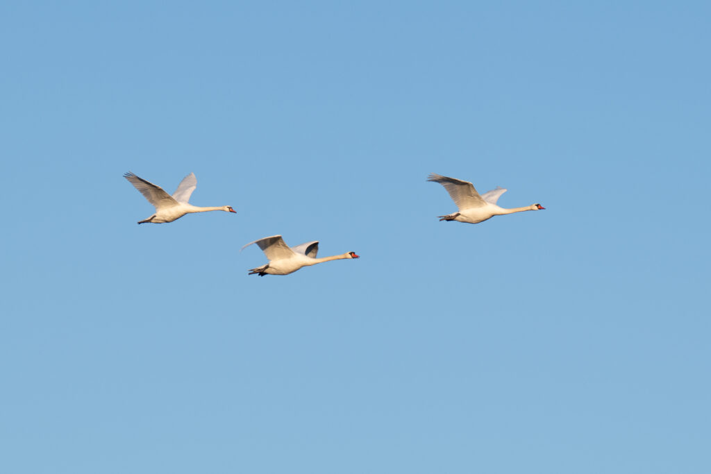 Mute swan in Estonia