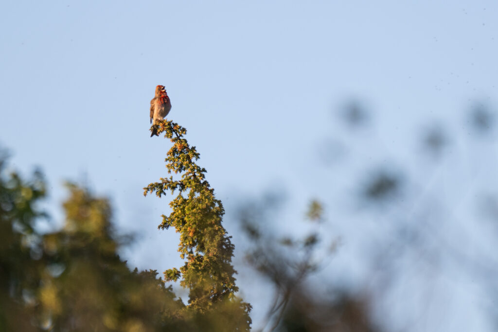 Common rosefinch (Carpodacus erythrinus)