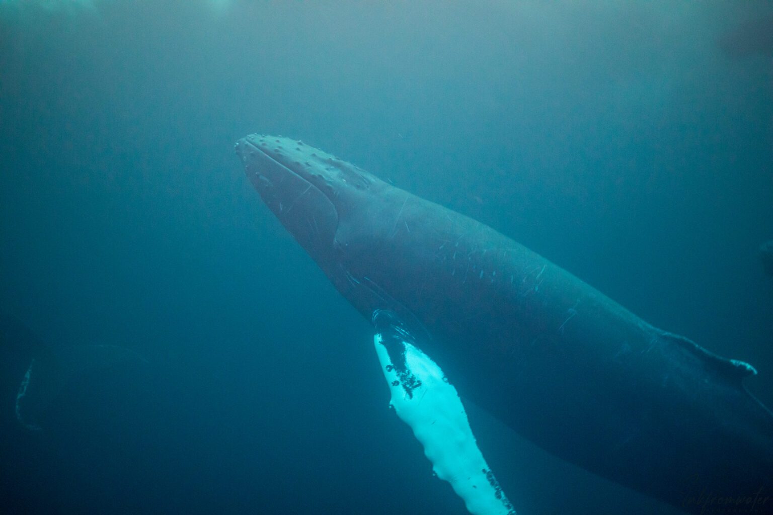 OCEAN - Habitats