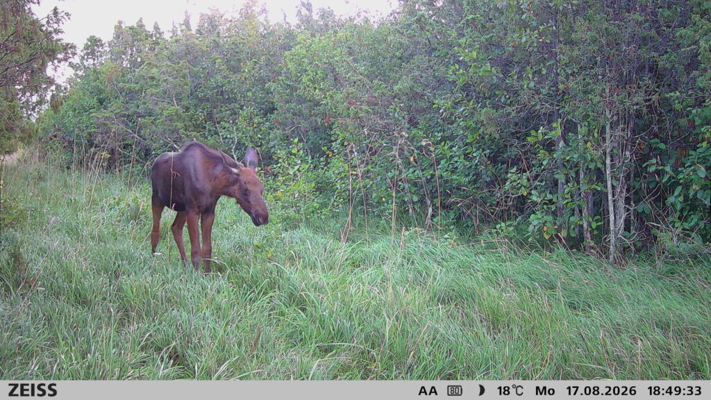 Moose in Estonia - Habitats conservation