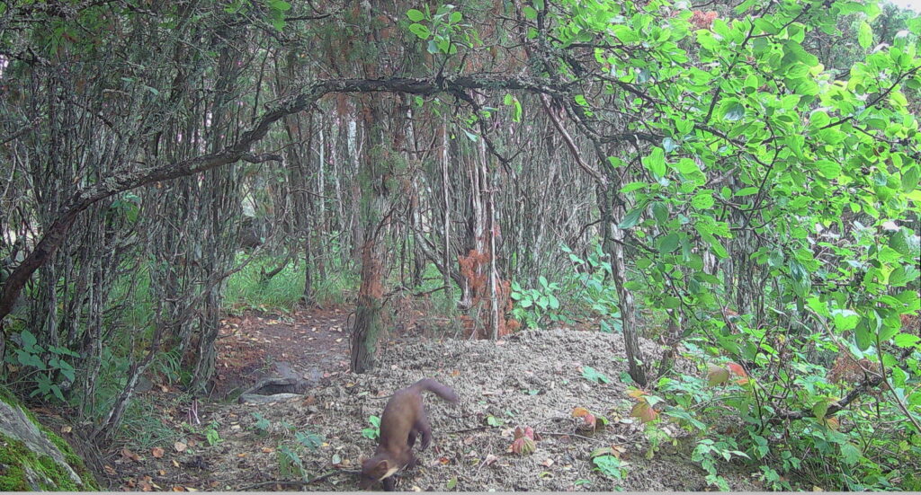 Pine marten in Estonia - Habitats conservation