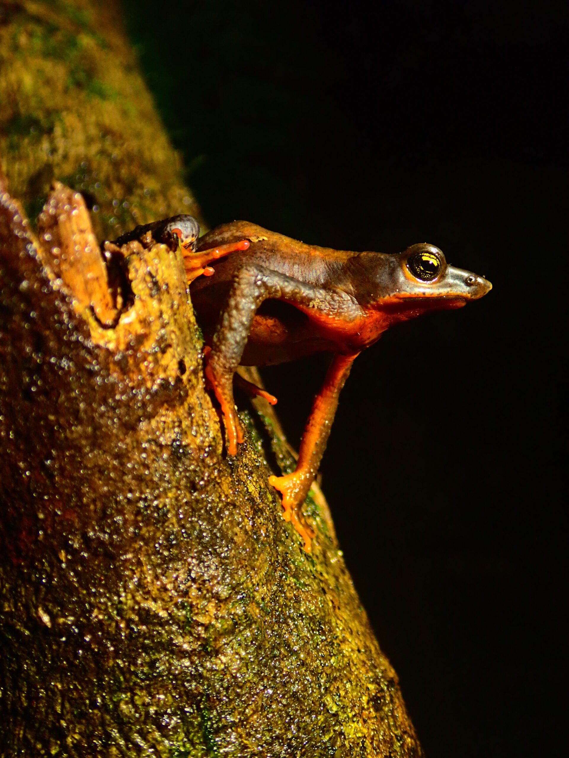 Atelopus Nahumae on tree