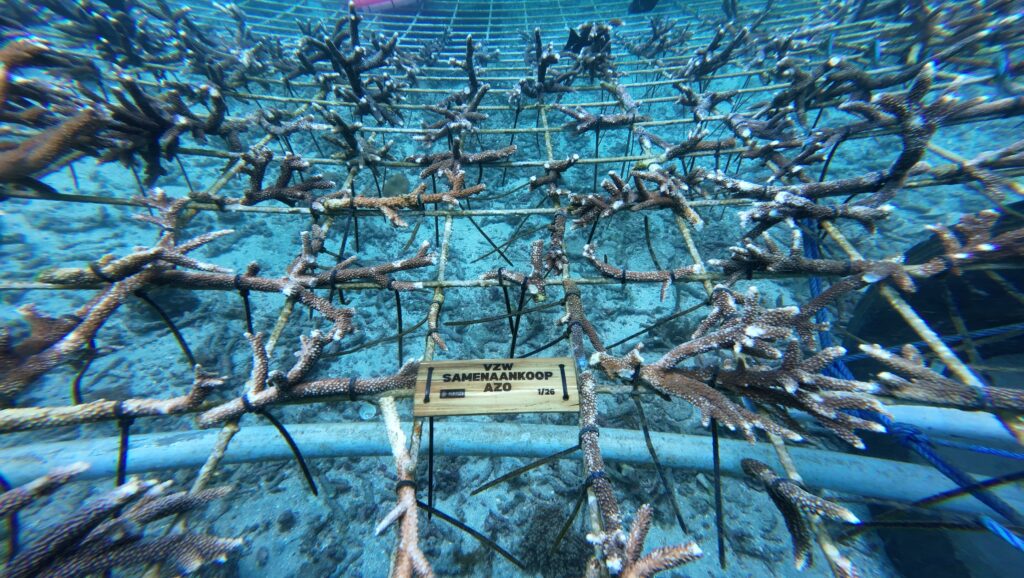 Coral nursery in Bali - Habitats Conservation