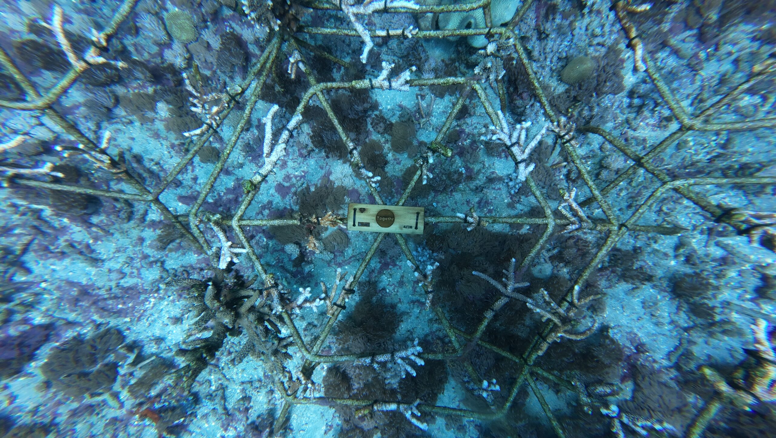 Planting coral spiders in Bali