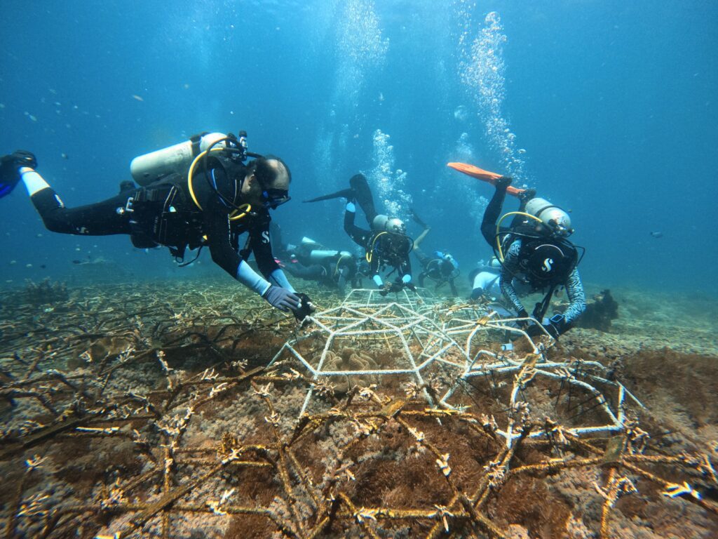Planting coral in Bali - Habitats