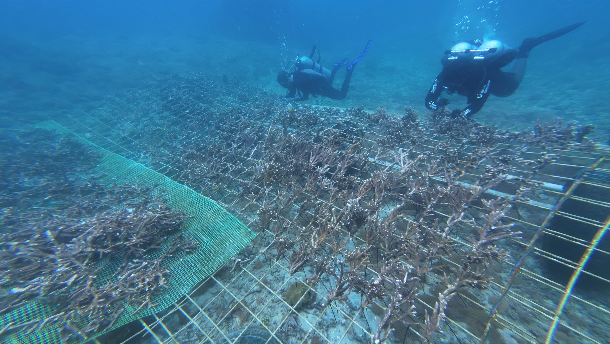 Restoring coral reef in Bali, setting up a nursery