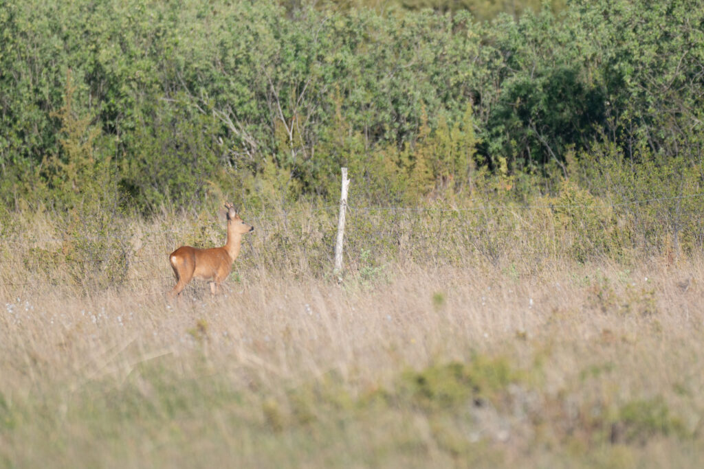 European Roe deer in Estonia