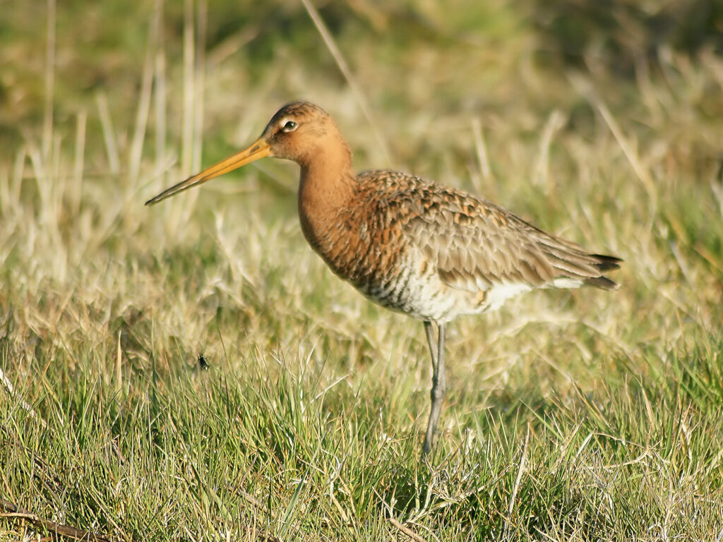 Limosa Limosa