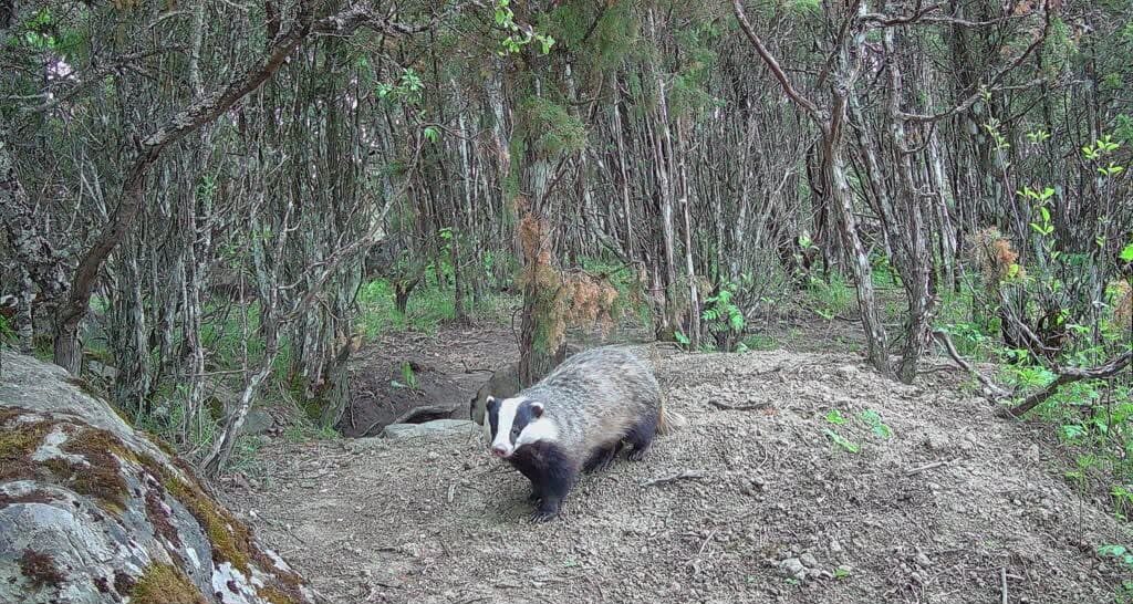 Badger in Estonia - Habitats Conservation